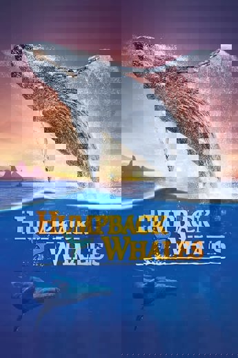 Humpback Whales